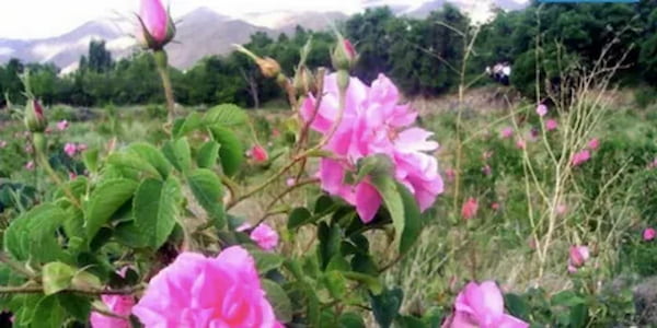 تصویر 5 از خرید و قیمت غنچه گل محمدی + فروش صادراتی